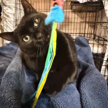Abyss -  Domestic Short Hair Cat for Adoption in Royal Oak, Michigan - Abyss | PetCurious