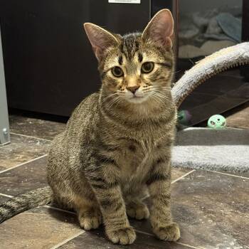 Rescue Domestic Short Hair Cats for Adoption in Mokena, Illinois - Simon | PetCurious