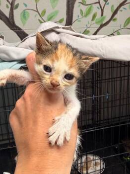 *Ginevra -  Domestic Medium Hair Cat for Adoption in Newnan, Georgia - *Ginevra | PetCurious