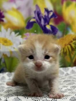 Domestic Short Hair Cats Available for Adoption in San Antonio, Texas - Dreamsicle | PetCurious