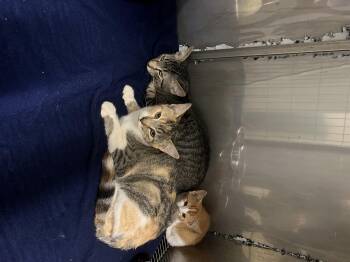 Latte, Pumpkin, Acorn -  Domestic Short Hair Cat for Adoption in Sparta, North Carolina - Latte, Pumpkin, Acorn | PetCurious