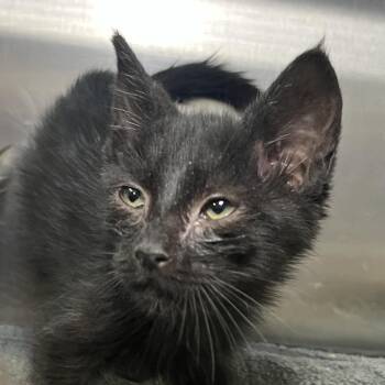 Azalea -  Domestic Short Hair Cat for Adoption in Palm Springs, California - Azalea | PetCurious