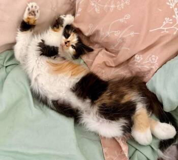 Dahlia -  Domestic Long Hair Cat for Adoption in Millcreek, Utah - Dahlia | PetCurious