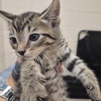 Bob -  Domestic Short Hair Cat for Adoption in Lake Panasoffkee, Florida - Bob | PetCurious