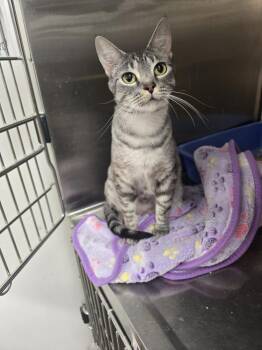 MELODY -  Domestic Short Hair Cat for Adoption in Broomfield, Colorado - MELODY | PetCurious