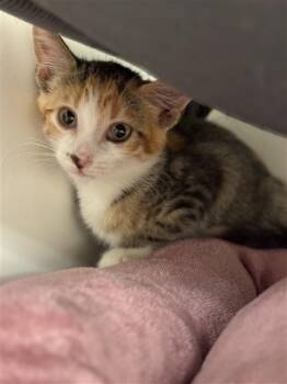 Rescue Domestic Short Hair Cats for Adoption in Sugar Land, Texas - APPLEBLOOM | PetCurious