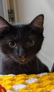 Domestic Medium Hair Cats Available for Adoption in Ocala, Florida - Sorrel (Petco) | PetCurious