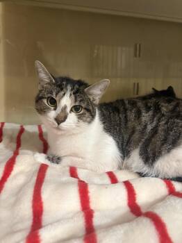 Domestic Short Hair Cats Available for Adoption in Yardley, Pennsylvania - Mia | PetCurious