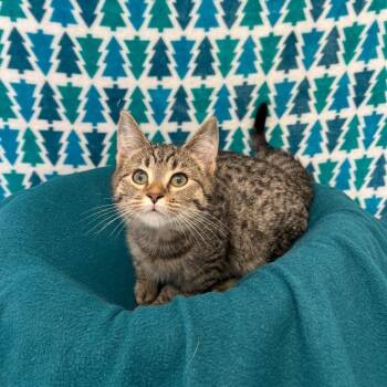 Domestic Medium Hair Cats Available for Adoption - Dustin | PetCurious