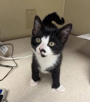 Bob -  Domestic Short Hair Cat for Adoption in Black Eagle, Montana - Bob | PetCurious