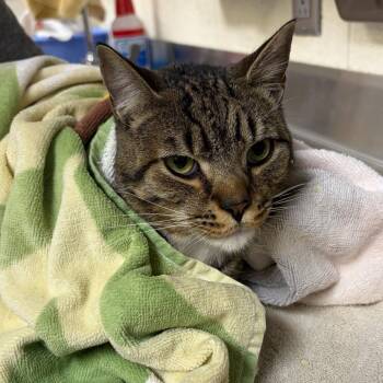 Domestic Short Hair Cats Available for Adoption in Asheville, North Carolina - Riot | PetCurious