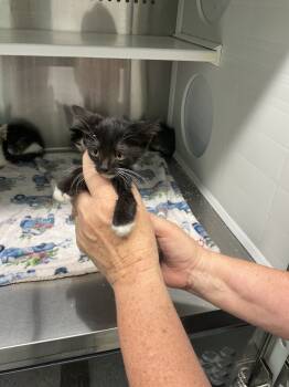 Rescue Domestic Short Hair Cats for Adoption in Athens, Tennessee - Pineapple | PetCurious