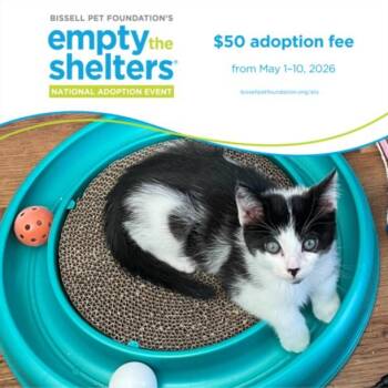 Domestic Short Hair Cats Available for Adoption in Santa Cruz, California - GOATEE* | PetCurious