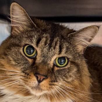 Rori -  Domestic Medium Hair and Maine Coon Cat for Adoption in Kennebunk, Maine - Rori | PetCurious