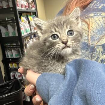 Sterling -  Domestic Short Hair Cat for Adoption in Gainesville, Georgia - Sterling | PetCurious