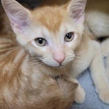 LadyBug -  Domestic Short Hair Cat for Adoption in Memphis, Tennessee - LadyBug | PetCurious