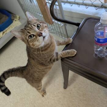 Rescue Domestic Short Hair Cats for Adoption in Milford, Iowa - Meeko | PetCurious