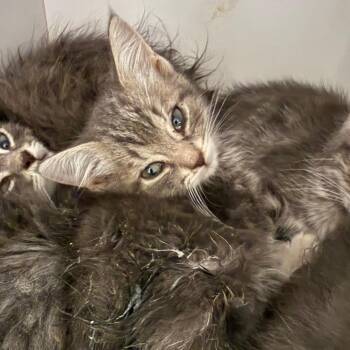 Domestic Short Hair Cats Available for Adoption in Kanab, Utah - Bubble Yum | PetCurious