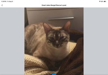 Penelope - OH -  Bengal Cat Available for Adoption in Goose Creek, Kentucky - Penelope - OH | PetCurious