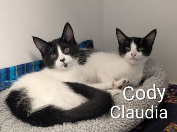 Cody & Claudia -  Domestic Short Hair Cat for Adoption in Flint, Michigan - Cody & Claudia | PetCurious