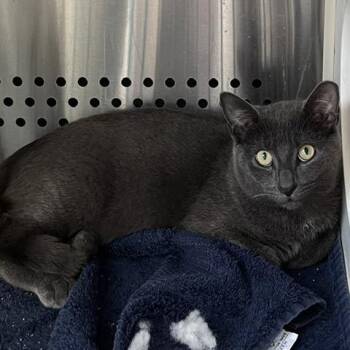 Butterfingers -  Domestic Short Hair Cat for Adoption in Baltimore, Maryland - Butterfingers | PetCurious