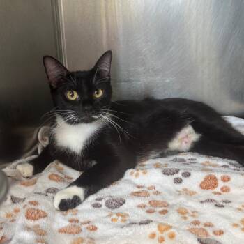 Ms. Whiskers -  Domestic Short Hair Cat for Adoption in Marshalltown, Iowa - Ms. Whiskers | PetCurious