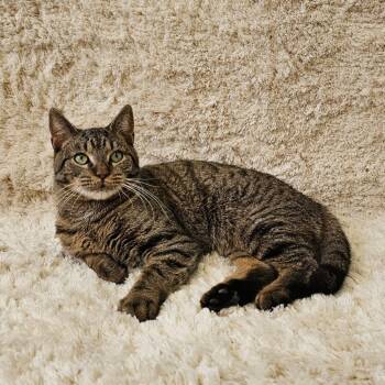 Rescue Domestic Short Hair Cats for Adoption in Huntersville, North Carolina - Kenny | PetCurious