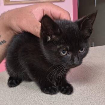 Orchid -  Domestic Short Hair Cat for Adoption in Fall River, Massachusetts - Orchid | PetCurious