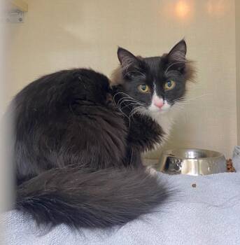 Tuxx -  Domestic Long Hair Cat for Adoption in Winnipeg, Manitoba - Tuxx | PetCurious