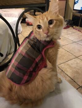 Petey & Joey -  Domestic Long Hair Cat for Adoption in Dixon, California - Petey & Joey | PetCurious