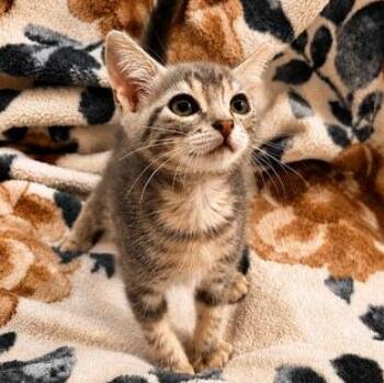 Lunita -  Domestic Short Hair Cat for Adoption in Liverpool, Texas - Lunita | PetCurious