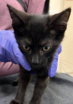 Moose -  Domestic Medium Hair and Domestic Short Hair Cat for Adoption in Fishers, Indiana - Moose | PetCurious