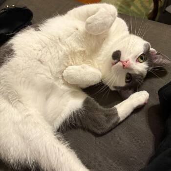 Rescue Domestic Short Hair Cats for Adoption in Evanston, Illinois - Alder | PetCurious