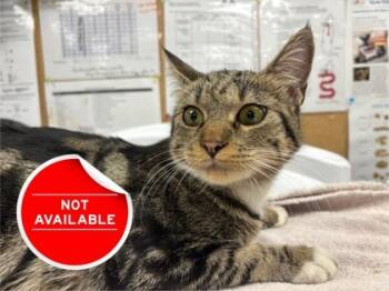 Rescue Domestic Short Hair Cats for Adoption in Lowell, Massachusetts - Lumpy Space Princess | PetCurious