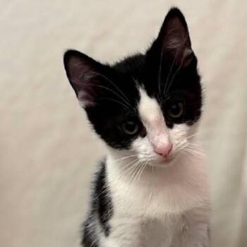 Betsy -  Domestic Short Hair Cat for Adoption in Wyandotte, Michigan - Betsy | PetCurious