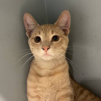 Rescue Domestic Short Hair Cats for Adoption in Chattanooga, Tennessee - Prince Phillip | PetCurious