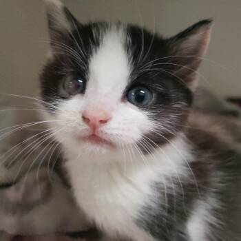 Domestic Short Hair Cats Available for Adoption - Fig | PetCurious