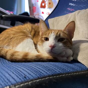 Tabby Cats Available for Adoption in Mount Holly, North Carolina - Cheese & Mac | PetCurious