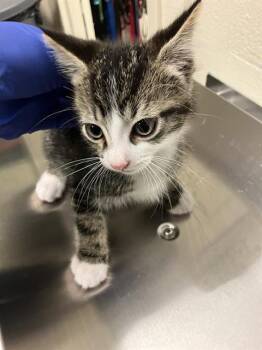 THYME -  Domestic Short Hair Cat for Adoption in Long Beach, California - THYME | PetCurious