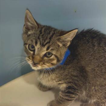 Rescue Domestic Short Hair Cats for Adoption in Chattanooga, Tennessee - Cyber Monday | PetCurious