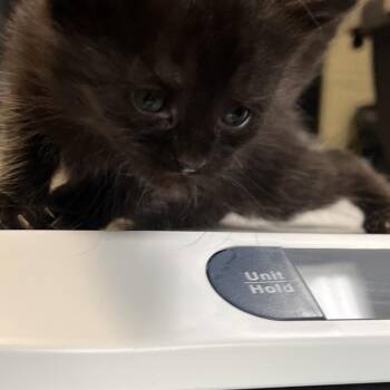 Puffin -  Domestic Short Hair Cat for Adoption in Columbus, North Carolina - Puffin | PetCurious