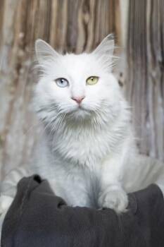 Léa -  Domestic Long Hair Cat for Adoption in Montreal, Quebec - Léa | PetCurious