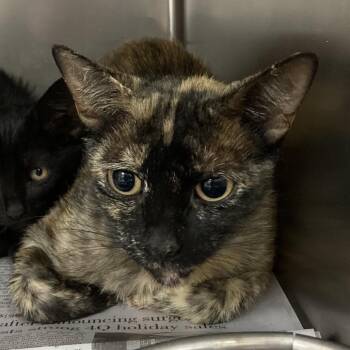 Chicken -  Domestic Short Hair Cat for Adoption in Galveston, Texas - Chicken | PetCurious