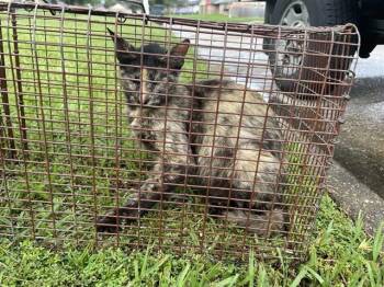 A657640 -  Domestic Short Hair Cat for Adoption in Houston, Texas - A657640 | PetCurious