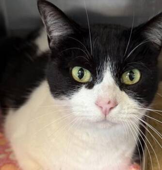 Domestic Short Hair Cats Available for Adoption - Rory | PetCurious