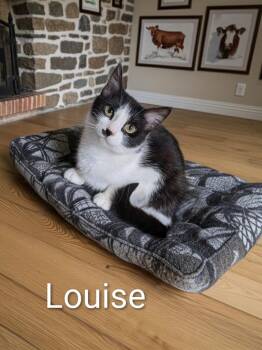 Louise -  Domestic Short Hair Cat for Adoption in Jim Thorpe, Pennsylvania - Louise | PetCurious