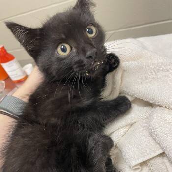 Bokoblin -  Domestic Short Hair Cat for Adoption in Bristol, Indiana - Bokoblin | PetCurious