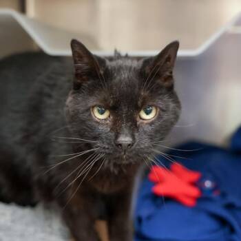 Rooney -  Domestic Short Hair Cat for Adoption in Goleta, California - Rooney | PetCurious