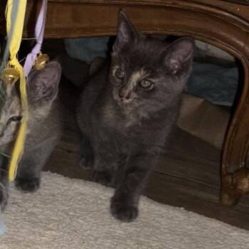 Eagle -  Domestic Short Hair Cat for Adoption in Long Beach, California - Eagle | PetCurious