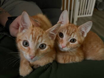 Rescue Domestic Short Hair Cats for Adoption in Burlington, Washington - Kilo & Koda | PetCurious